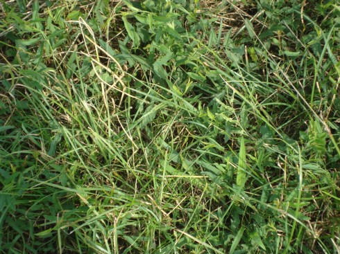 Taking a photo of the grass