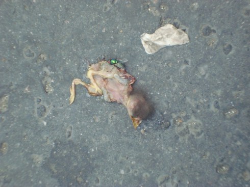 Finding: Animals so far, new acquisition 2.