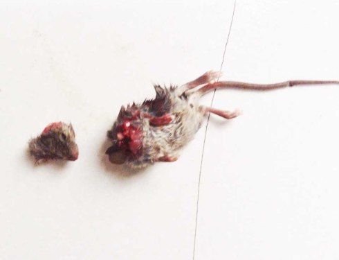 Receiving an additional image for the Dead Animals Collection