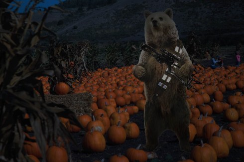 A bear, wearing a gun in a pumpking field