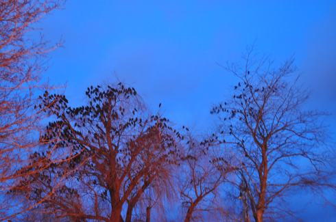 Getting the non-photoshoped red tree. 