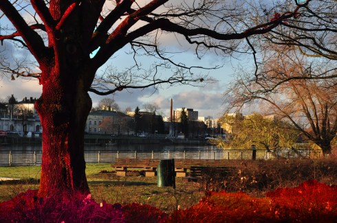The image of the real. Red tree on blue sky.