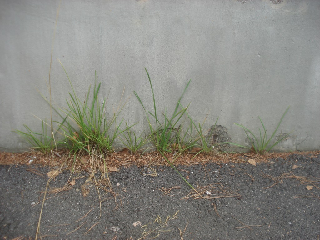Taking the picture of a plant growing next of a building. The setups of the unreason.