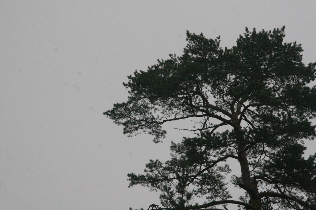 Finding a wolf in the tree