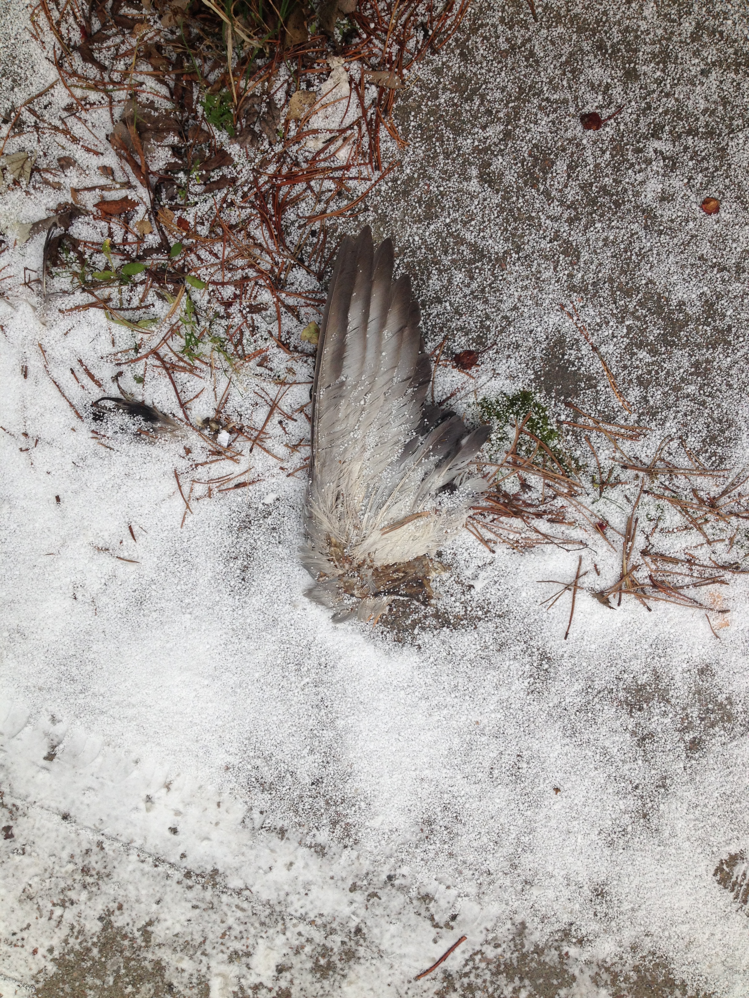 Findings for the dead animals. No body, just wings. Did it lost them?
