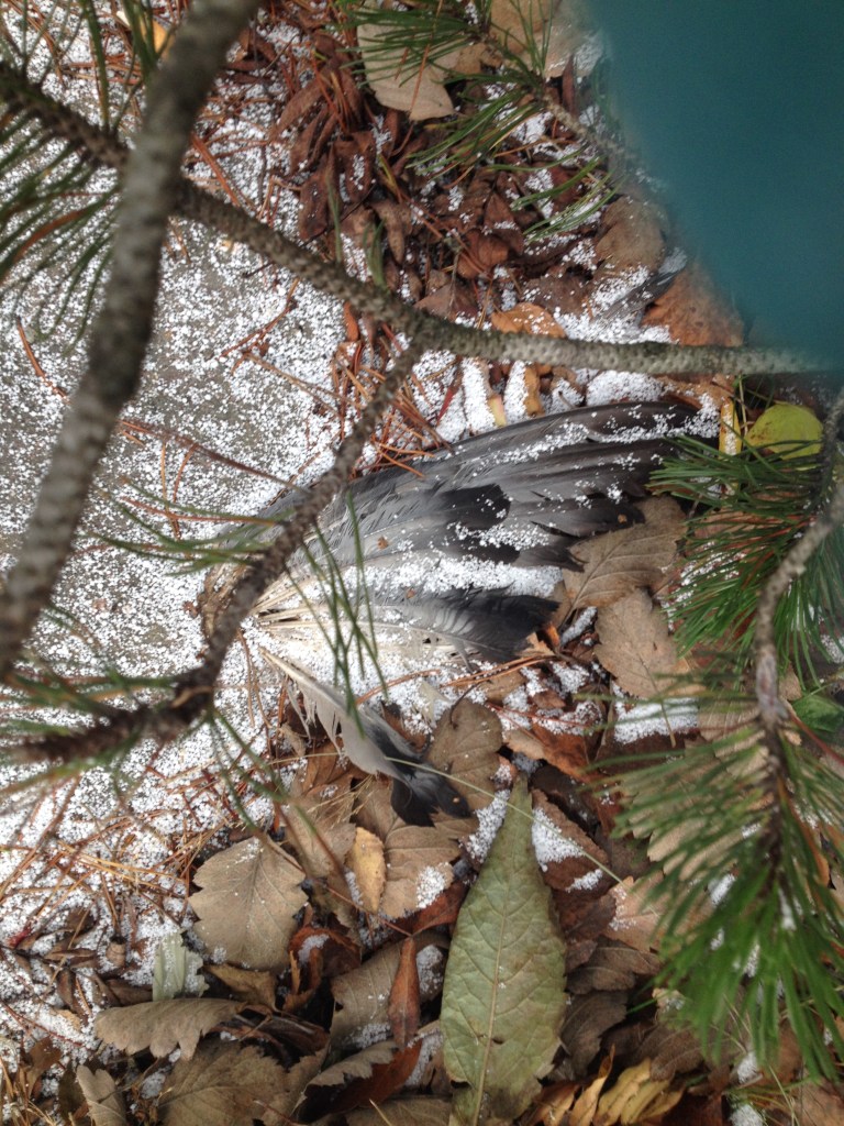 Findings for the dead animals. No body, just wings. Did it lost them?