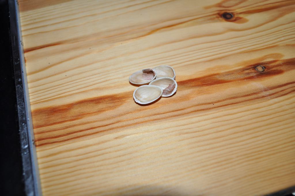 Finding pistachio leftovers next to books. Making a list of suspects.