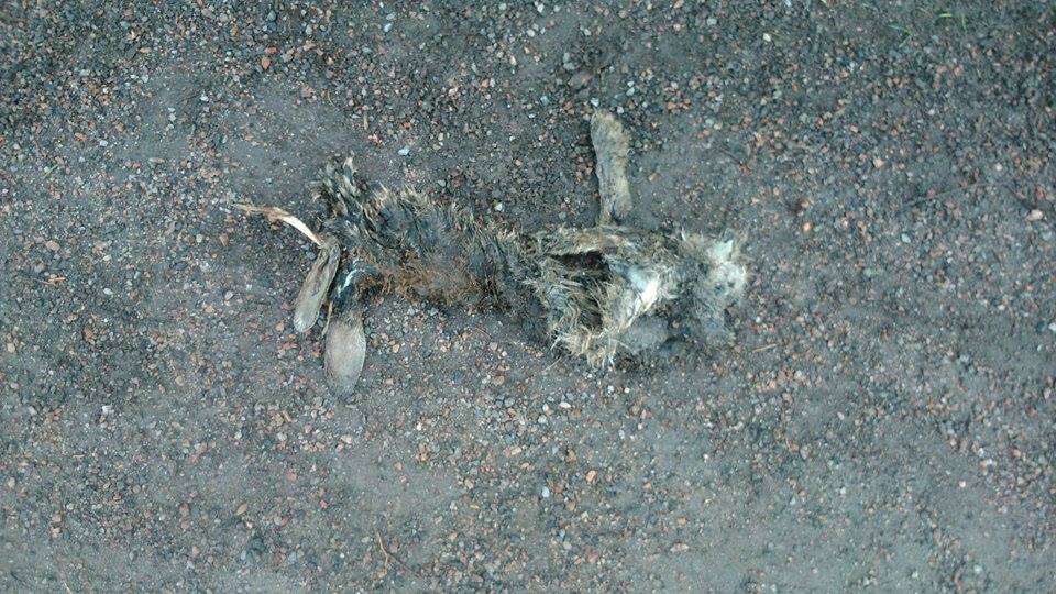 New aquisition to the dead animal series