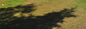 Posting the shadow of a tree