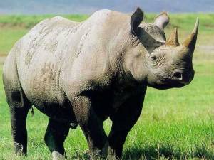 rhinoceros