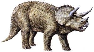 triceratops